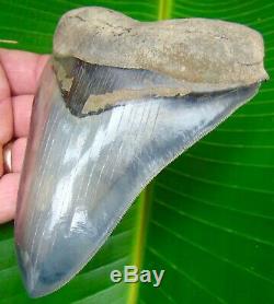 Megalodon Shark Tooth 5 & 1/2 in. REAL FLAWLESS SERRATIONS NO RESTO