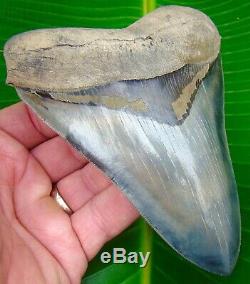 Megalodon Shark Tooth 5 & 1/2 in. REAL FLAWLESS SERRATIONS NO RESTO