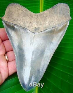 Megalodon Shark Tooth 5 & 1/2 in. REAL FLAWLESS SERRATIONS NO RESTO