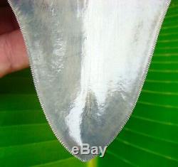 Megalodon Shark Tooth 5 & 1/2 in. REAL FLAWLESS SERRATIONS NO RESTO
