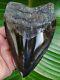 Megalodon Shark Tooth 5 & 1/2 In. Real Fossil Not Fake No Restorations