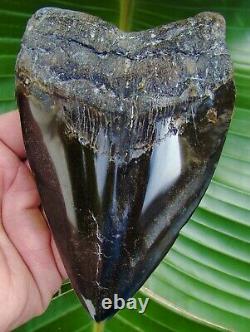Megalodon Shark Tooth 5 & 1/2 in. REAL FOSSIL NOT FAKE NO RESTORATIONS