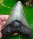 Megalodon Shark Tooth 5 & 1/2 In. Real Fossil Serrated No Restorations
