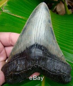 Megalodon Shark Tooth 5 & 1/2 in. REAL FOSSIL SERRATED NO RESTORATIONS