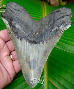 Megalodon Shark Tooth 5 & 1/2 in. REAL FOSSIL SERRATED NO RESTORATIONS