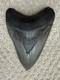 Megalodon Shark Tooth 5 1/4