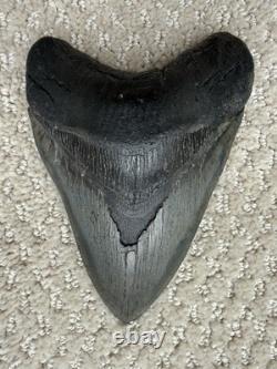 Megalodon Shark Tooth 5 1/4