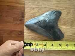 Megalodon Shark Tooth 5 1/4