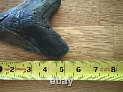Megalodon Shark Tooth 5 1/4