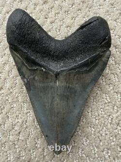 Megalodon Shark Tooth 5 1/4