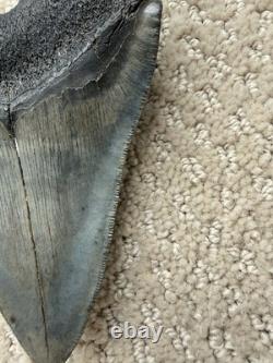 Megalodon Shark Tooth 5 1/4