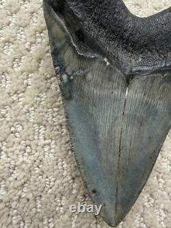 Megalodon Shark Tooth 5 1/4
