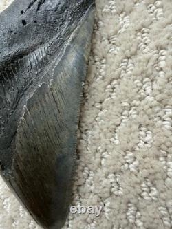 Megalodon Shark Tooth 5 1/4