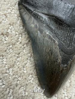 Megalodon Shark Tooth 5 1/4