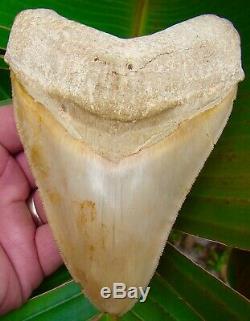 Megalodon Shark Tooth 5 & 1/4 INDONESIAN ASIA NO RESTORATIONS REAL