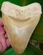 Megalodon Shark Tooth 5 & 1/4 Indonesian Asia No Restorations Real