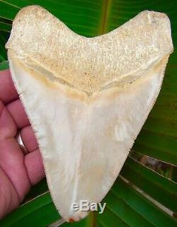 Megalodon Shark Tooth 5 & 1/4 INDONESIAN ASIA NO RESTORATIONS REAL