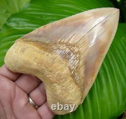 Megalodon Shark Tooth 5 & 1/4 INDONESIAN SUPER COLORFUL HIGH GRADE