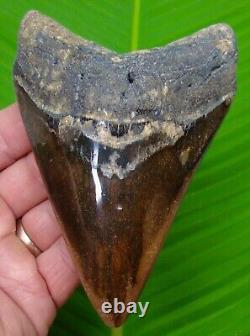 Megalodon Shark Tooth 5 & 1/4 No Restorations Real Fossil Megladone
