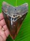 Megalodon Shark Tooth 5 & 1/4 No Restorations Real Fossil Megladone
