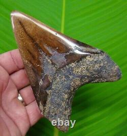 Megalodon Shark Tooth 5 & 1/4 No Restorations Real Fossil Megladone