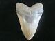 Megalodon Shark Tooth 5 1/4 Pristine Serrations High Grade- Nicest On Ebay
