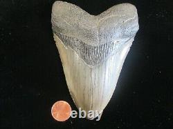 Megalodon Shark Tooth 5 1/4 PRISTINE SERRATIONS HIGH GRADE- Nicest on Ebay