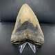 Megalodon Shark Tooth 5 1/4 Real Fossil Unrestored Atlantic Find