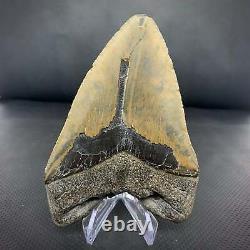 Megalodon Shark Tooth 5 1/4 Real Fossil Unrestored Atlantic Find