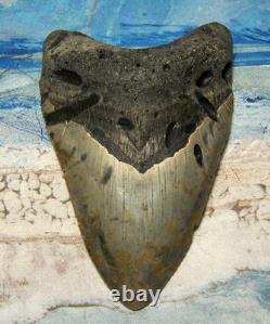 Megalodon Shark Tooth 5 1/4 Shark Teeth Giant Jaw Fossil Stunning Color Real