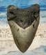 Megalodon Shark Tooth 5 1/4 Shark Teeth Giant Jaw Fossil Stunning Color Real