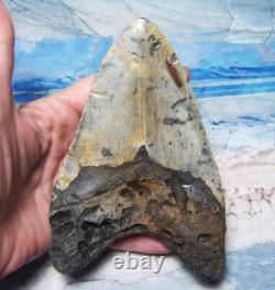 Megalodon Shark Tooth 5 1/4 Shark Teeth Giant Jaw Fossil Stunning Color Real