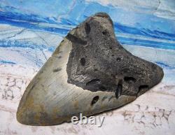Megalodon Shark Tooth 5 1/4 Shark Teeth Giant Jaw Fossil Stunning Color Real