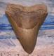 Megalodon Shark Tooth 5 1/4 Sharks Teeth Sharp Serrated Jaw Fossil No Repair Xl