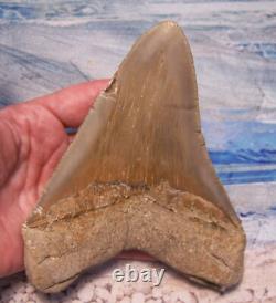 Megalodon Shark Tooth 5 1/4 Sharks Teeth Sharp Serrated Jaw Fossil No Repair XL