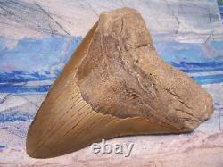 Megalodon Shark Tooth 5 1/4 Sharks Teeth Sharp Serrated Jaw Fossil No Repair XL