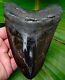Megalodon Shark Tooth 5 & 1/4 In. Real Fossil No Restorations Not Fake