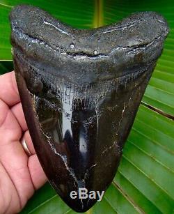 Megalodon Shark Tooth 5 & 1/4 in. REAL FOSSIL NO RESTORATIONS NOT FAKE