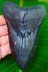 Megalodon Shark Tooth 5 & 1/4 In. Real Fossil Serrated No Restoration
