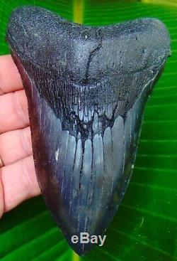 Megalodon Shark Tooth 5 & 1/4 in. REAL FOSSIL SERRATED NO RESTORATION