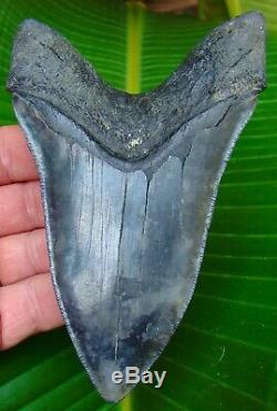 Megalodon Shark Tooth 5 & 1/4 in. REAL FOSSIL SERRATED NO RESTORATION
