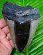 Megalodon Shark Tooth 5 & 1/4 In. Real Fossil With Free Display Stand Sc