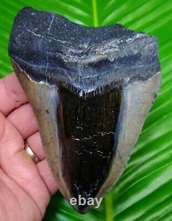 Megalodon Shark Tooth 5 & 1/4 in. REAL FOSSIL with FREE DISPLAY STAND SC