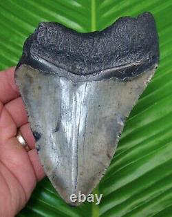Megalodon Shark Tooth 5 & 1/4 in. REAL FOSSIL with FREE DISPLAY STAND SC