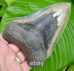 Megalodon Shark Tooth 5 & 1/4in. REAL FOSSIL SERRATED NO RESTORATIONS