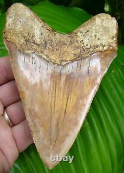 Megalodon Shark Tooth 5 & 1/8 INDONESIAN DEEP ORANGE KILLER SERRATIONS