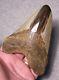 Megalodon Shark Tooth 5 1/8 Shark Teeth Big Jaw Fossil Stunning Color Polished