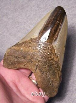 Megalodon Shark Tooth 5 1/8 Shark Teeth Big Jaw Fossil Stunning Color Polished