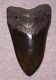 Megalodon Shark Tooth 5 1/8 Shark Teeth Big Jaw Fossil Stunning Color Polished