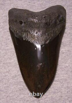 Megalodon Shark Tooth 5 1/8 Shark Teeth Big Jaw Fossil Stunning Color Polished